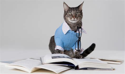 Mapping the Magical Abilities of Academia Magic Cats